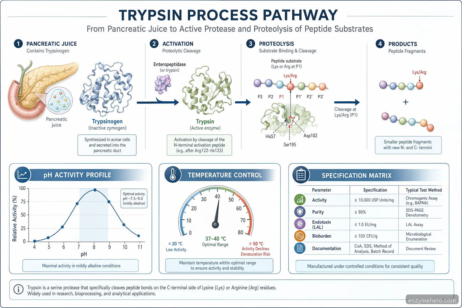 enzyme trypsin is a part of which juice process diagram, showing activation, pH range, and substrate cleavage