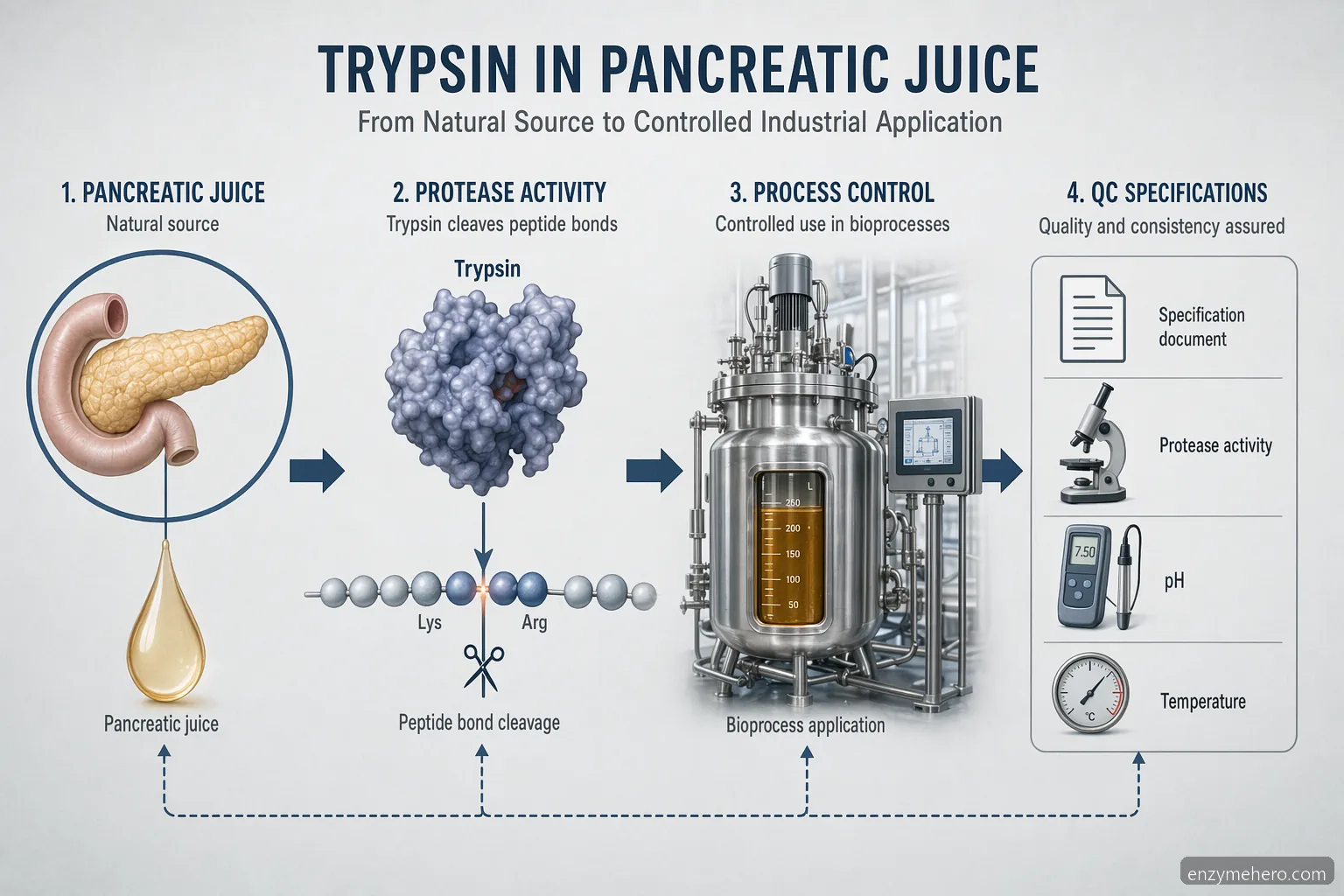 enzyme trypsin is a part of which juice B2B guide, linking pancreatic juice to QC and scale-up decisions