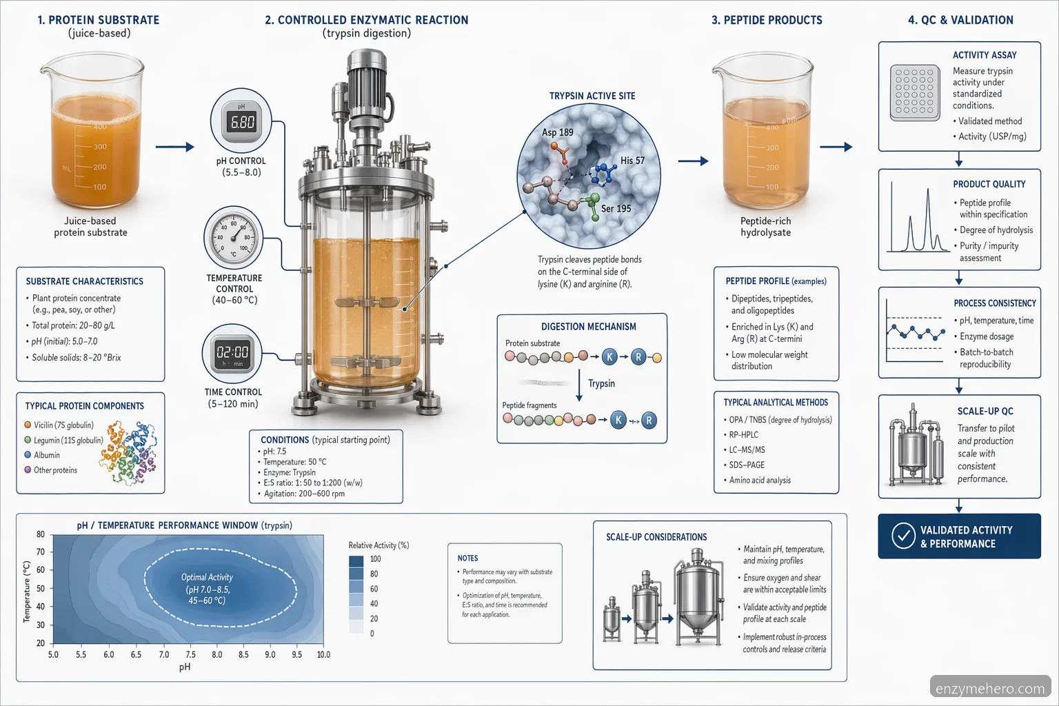 juice that contains trypsin enzyme process diagram showing protein digestion, pH-temperature window, and QC steps